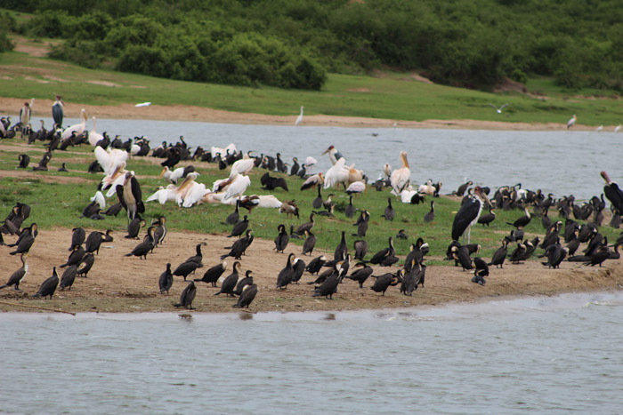 Bird Watching Trails in Uganda