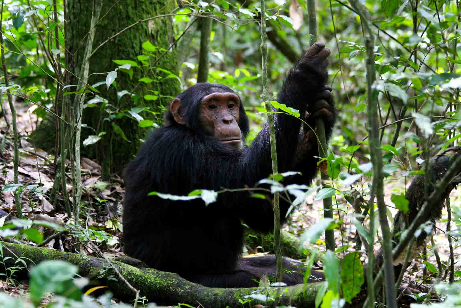 Chimpanzee Tracking