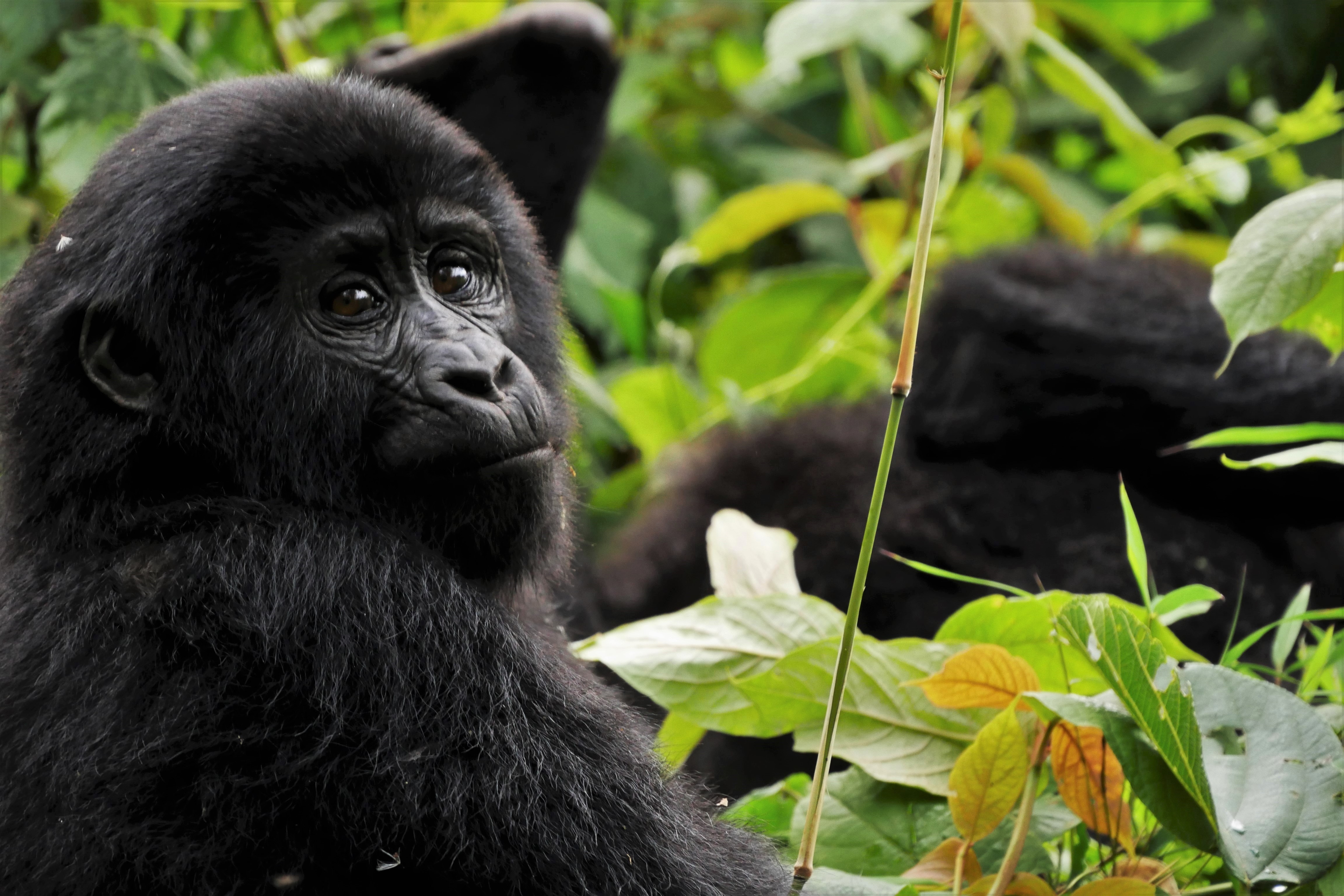 Mountain Gorilla Tracking