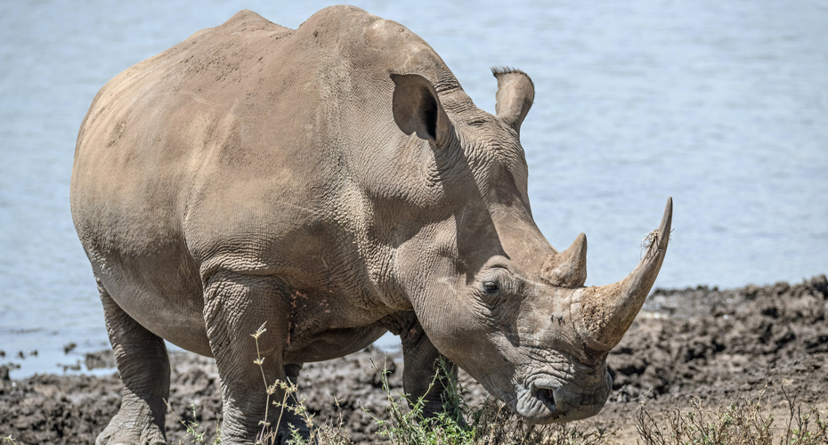 Rhino Tracking