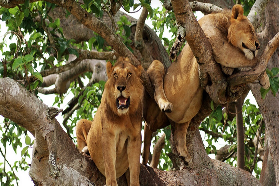 Queen Elizabeth National Park