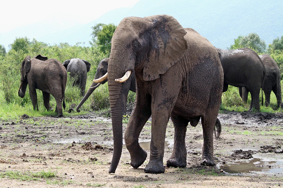 Virunga National Park