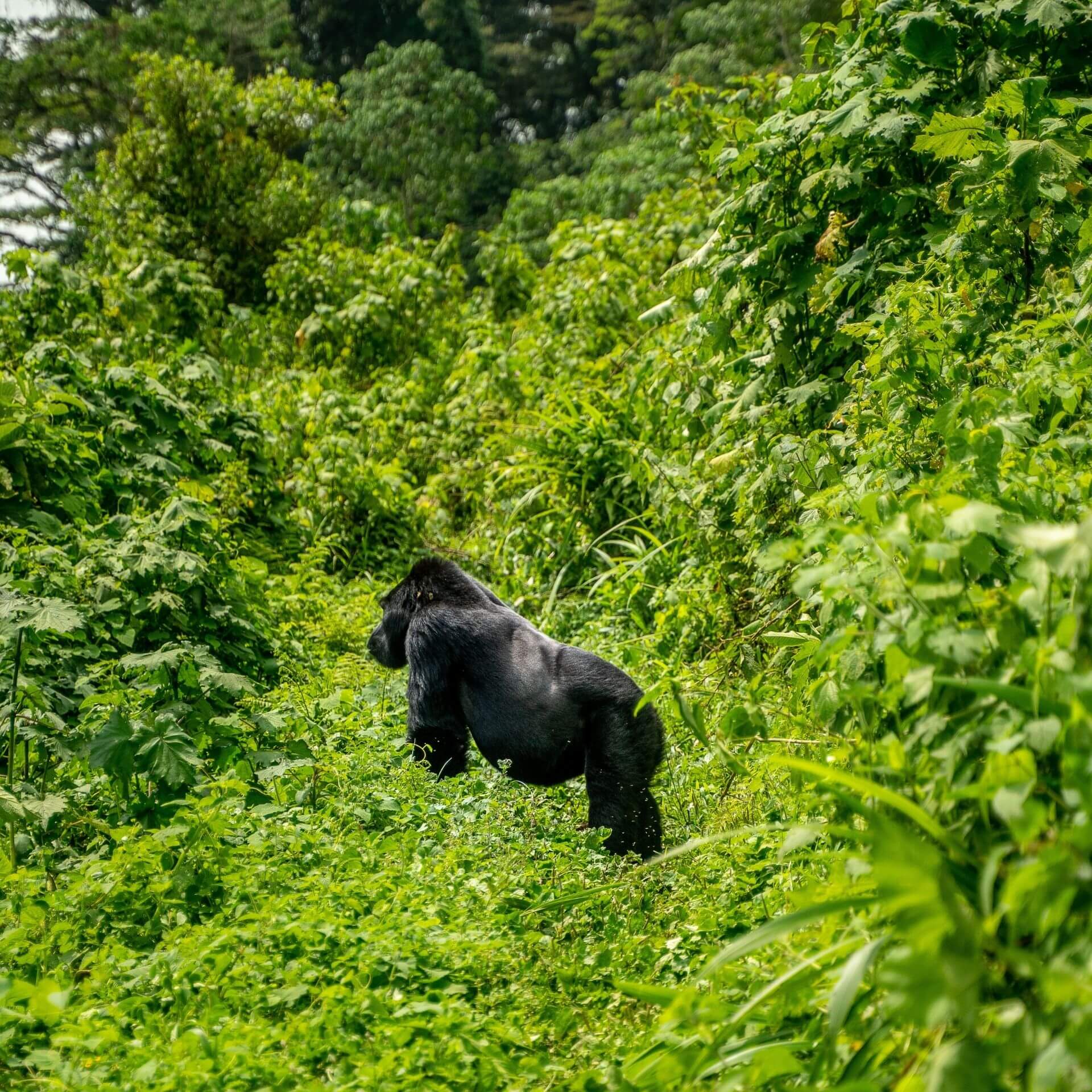 4 Day Gorilla Tracking Safari