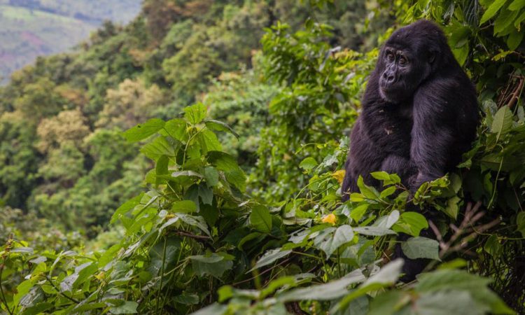 3 Day Bwindi Gorilla Tracking Tour