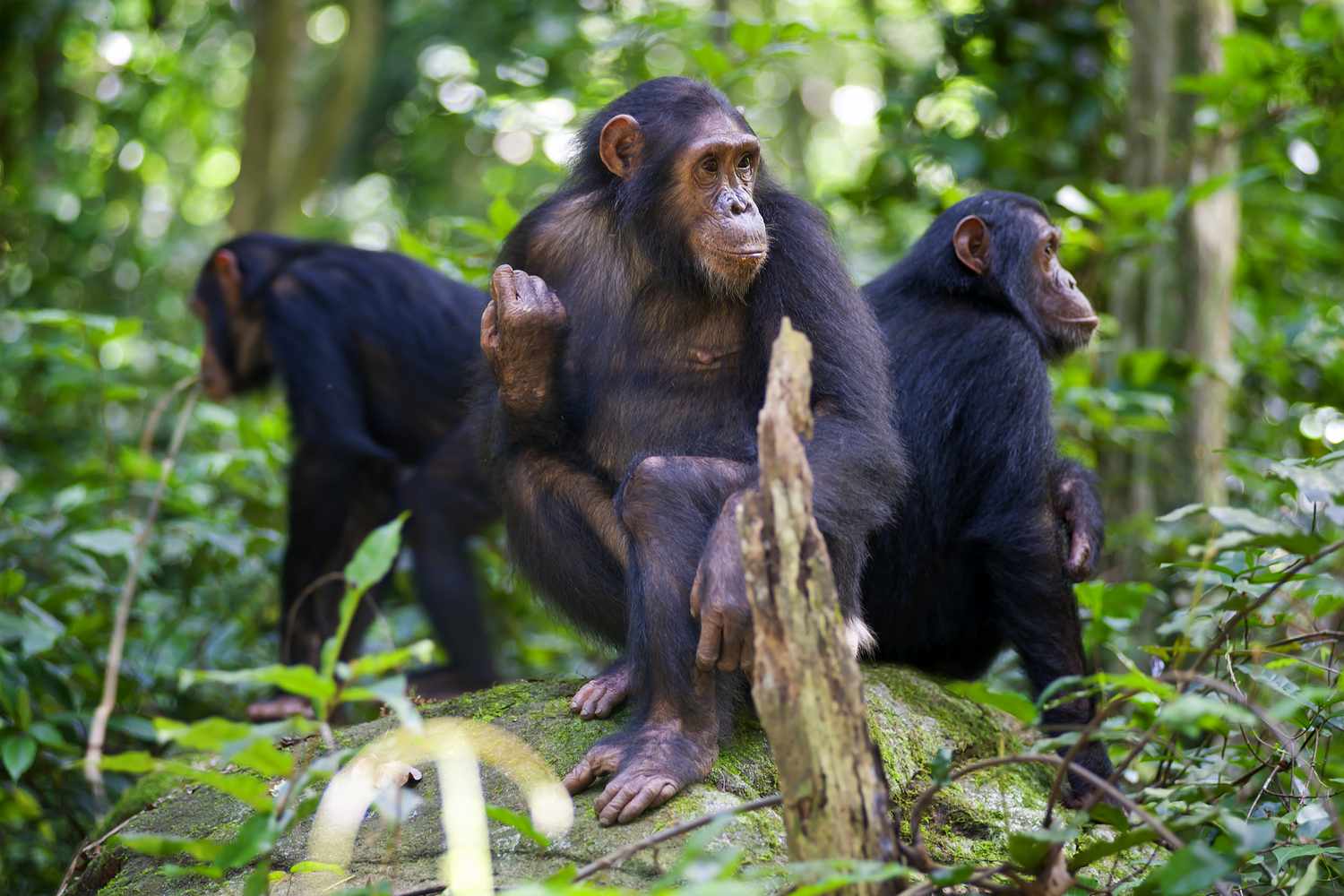 3 Day Gombe Chimpanzee Trekking