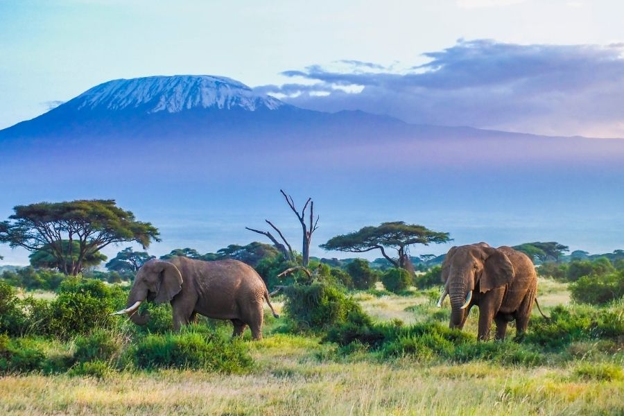 5 Day Kilimanjaro Hike & Serengeti Safari