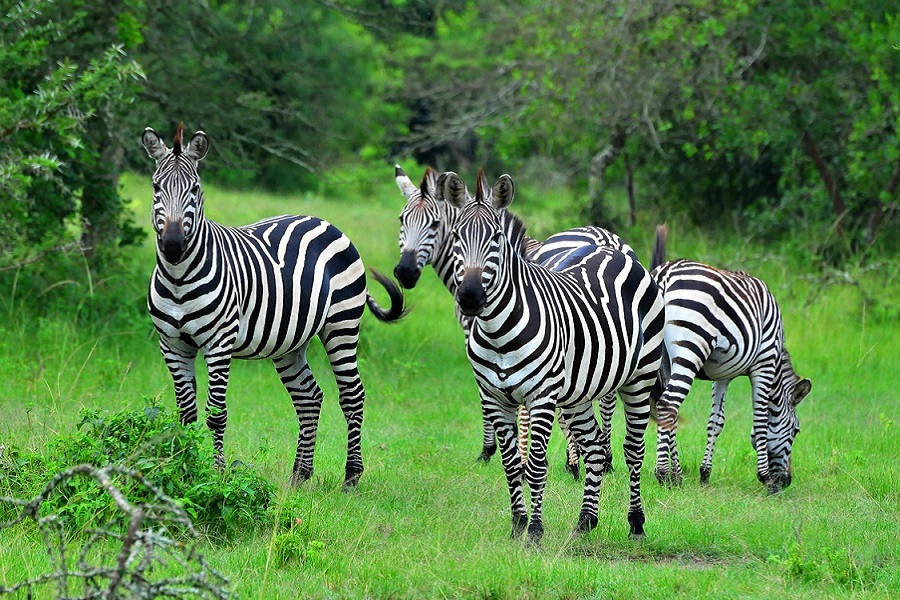 11 Day Uganda Wildlife Safari