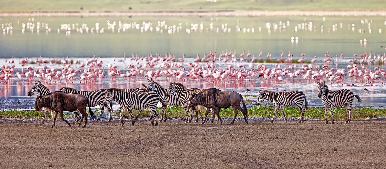 5 Day Tanzania Wildlife Safari