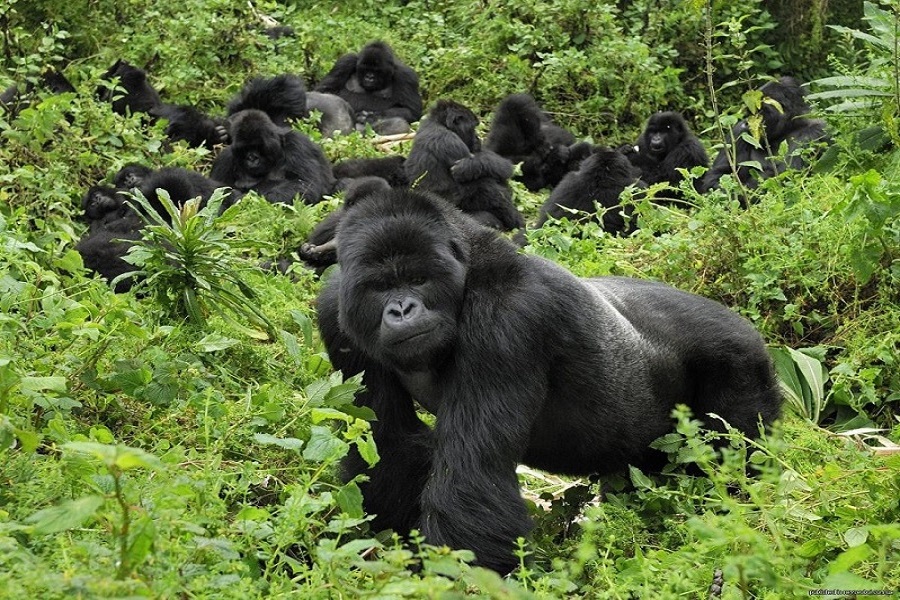 5 Day Gorilla & Chimpanzee Tracking Safari