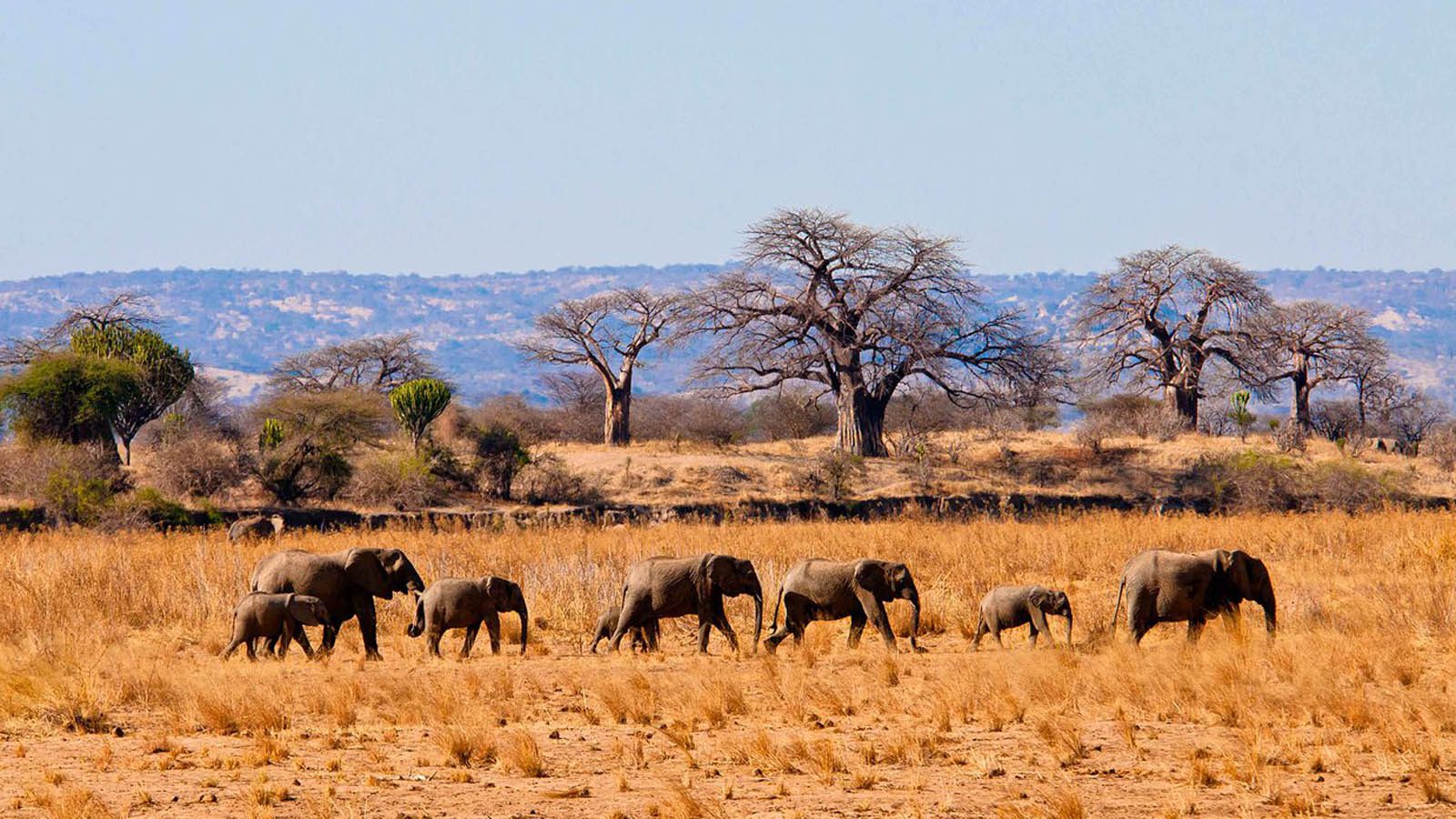 2 Day Tarangire Safari